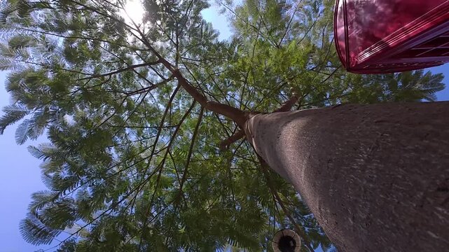 Looking up at a large tree trunk and green leaves under bright sunny day, wide angle shot
