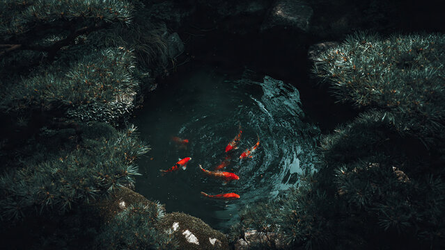 Vibrant red koi fish swimming in a dark, tranquil pond surrounded by lush green pine branches, top view, concept for zen garden, nature photography and serene backdrop
