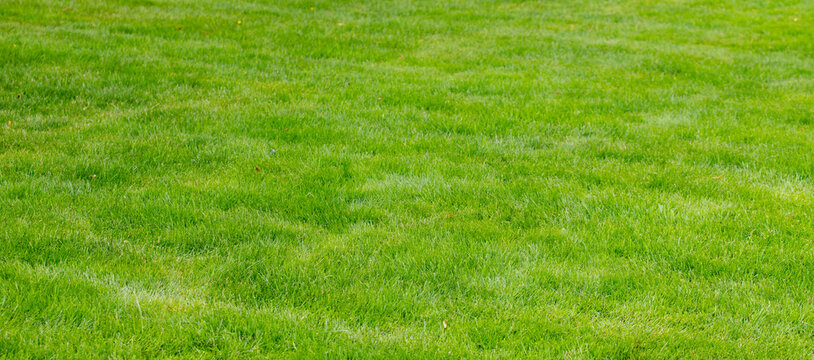 Lush green lawn background with fresh trimmed grass in the park