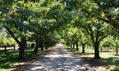 Fototapeta premium Dirt path through tree-lined orchard