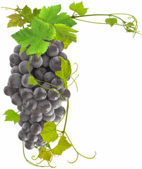 Obraz premium bunch of grapes