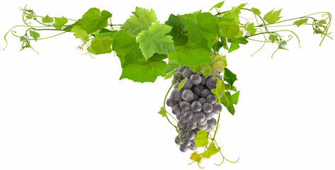 Obraz premium bunch of grapes