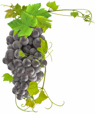 bunch of grapes