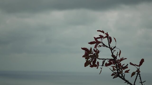 Branch silhouette stormy red leaves swaying gently under a dramatically cloudy gray sky background.