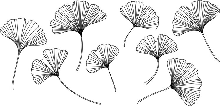 Ginkgo Leaf Collection, Hand Drawn Botanical Vector Set with Elegant Nature Foliage Illustration Design