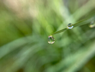 Crystal Morning Dew Drop Hanging from Green Grass Blade Macro Close-Up © Didin