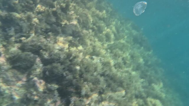 Clear ocean water exposes a small jellyfish drifting above algae-covered seabed reefs near the surface. Panning shot with upward tilt movement.