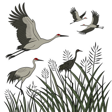 Gray cranes flying and standing in tall marsh grass, nature with birds in flight and on the ground red-crowned