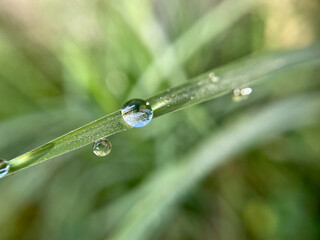 Crystal Clear Morning Dew Drop on Green Grass Blade Macro with Natural Bokeh © Didin