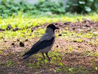 Obraz premium Hooded crow, corvus cornix, standing on the lawn in the spring or summer