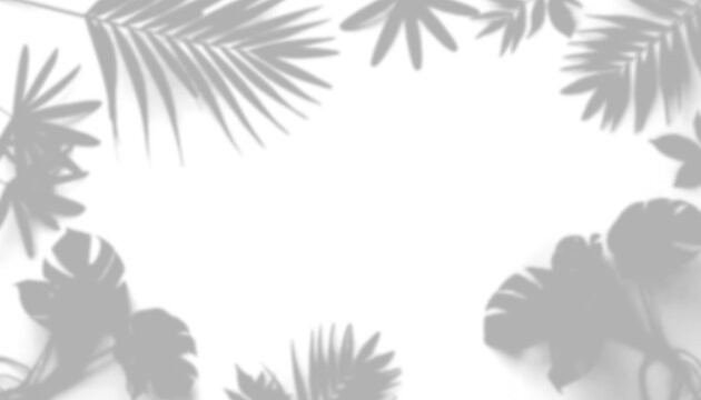 Tropical palm leaf shadows isolated on transparent background