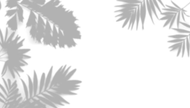 Tropical palm leaf shadows isolated on transparent background
