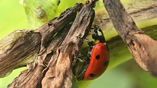 An extreme close-up shows a ladybug nibbling and crawling on dried plant stems.