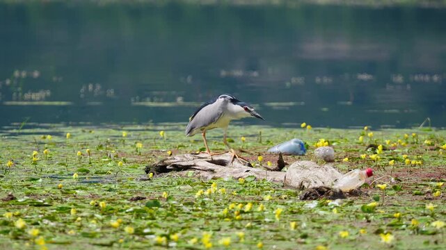 Black-crowned night heron balances on a floating log among yellow marsh plants and scattered plastic rubbish on calm water.