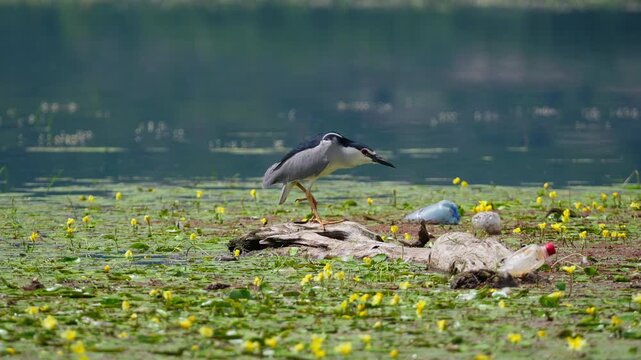 Black‑crowned night heron stands on a drifting log surrounded by yellow aquatic plants and discarded plastic bottles in a quiet wetland.