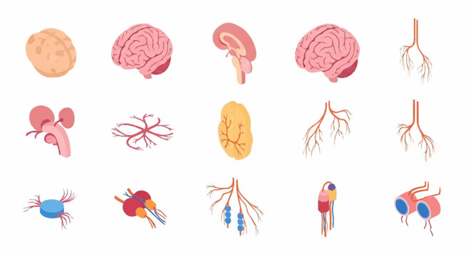 Colorful flat icons of human anatomy and medical symbols.