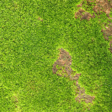 Closeup of fresh green moss on stone wall for background and design art work.