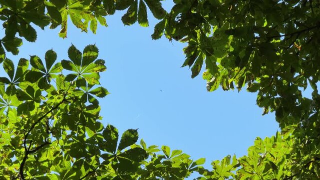 A view of the blue sky through the green chestnut tree leaves.