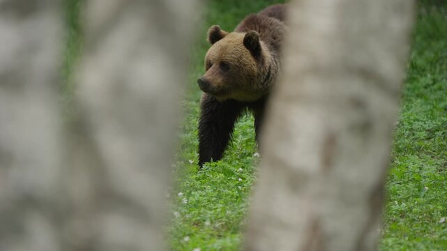 Eurasian brown bear foraging on forest floor between silver birch trunks; blurred foreground trees frame the animal as it lifts its head, looks around, and chews in slow motion.