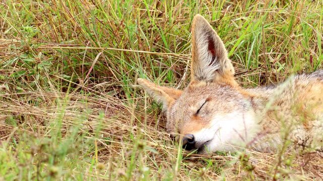 Calm black backed jackal lies in dry grass, eyes closing and opening in rest