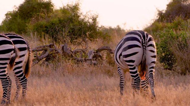 A group of plains zebras backlit while grazing at golden hour during the migration season, bathed in warm evening light across the African savannah.