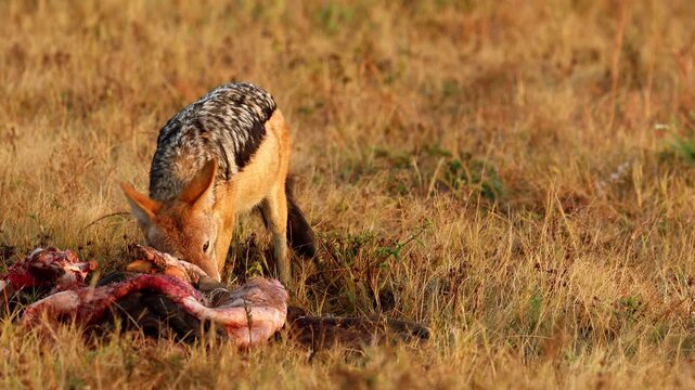 Black backed jackal feeding on a fresh carcass during African sunrise