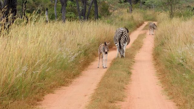 Young zebra foal walks beside its mother along a safari road in African bushveld