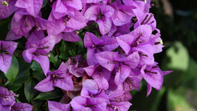 Bugambilia on the garden movign with the wind