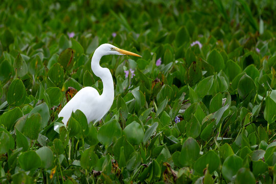 Great White Egret - Ardea alba, beautiful large egret from worldwide fresh waters, Pantanal, Brazil.