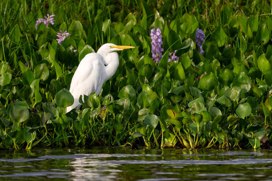Great White Egret - Ardea alba, beautiful large egret from worldwide fresh waters, Pantanal, Brazil.