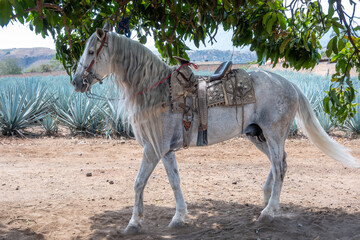 White horse in traditional saddle stands by a large blue agave field. Scenic rural landscape of Tequila, Mexico. © Enrique