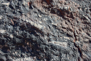 Ancient marine fossils embedded in the rock of the Merzouga Desert in southern Morocco © Uvamenfoto
