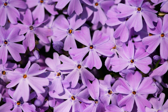 Flowers spring phlox background texture. Flowers moss floral in vibrant surface. Flowers creeping carpet subulata on pattern background. Flowers macro closeup with petals delicate background.