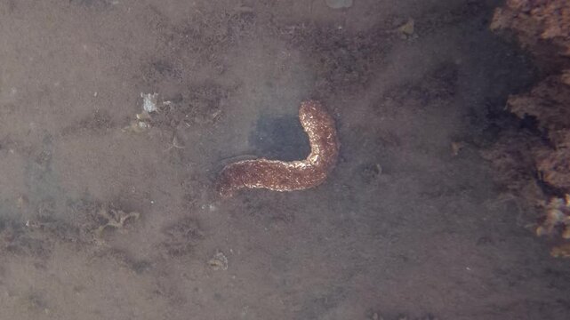 Sea cucumber camouflaging on the seabed, foraging and contributing to the marine ecosystem. Observing underwater sea life