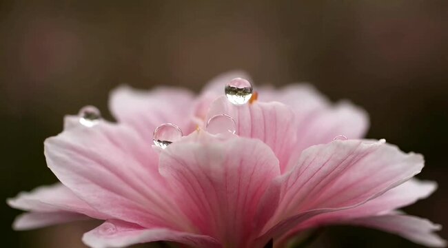 Macro shot of pink flower with fresh water droplets dew drops delicate nature beauty close up floral photography