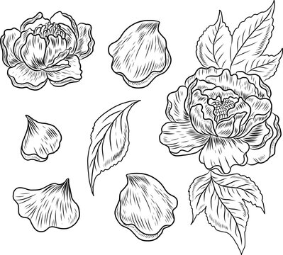 Peony flower vector for tattoo design.Traditional Japanese floral illustration for doodle art and printing on background.Peony vector for sticker and printing on shirt.Element on backdrop.