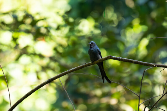 Ashy Drongo perched in its natural forest of Dandeli