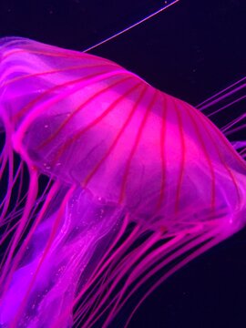 すみだ水族館のクラゲ
