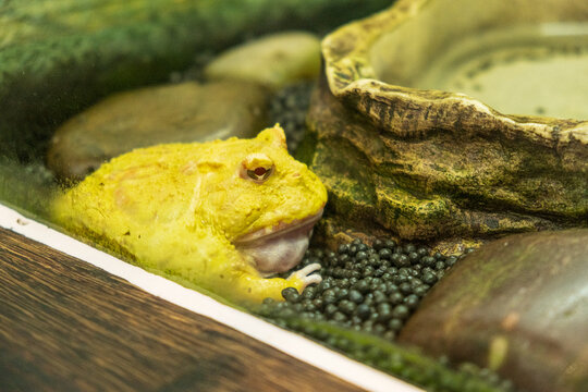 bright yellow pacman frog with huge mouth sits in terrarium with green moss and decorative rocks. unusual pacman frog is exotic pet for home keeping.