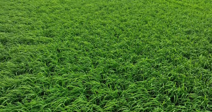 Aerial footage of drone flying over rice paddy plants growing at field