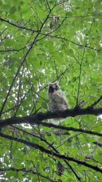 A bottom-up view of an adorable long-eared owl fledgling, still covered in fluffy down. The cute owlet with large round eyes looks curiously directly into the camera lens.