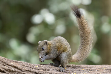 squirrel on a thick © Nanda