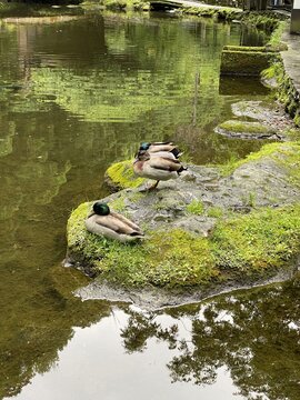 Mallard Duck Swimming on a Calm Lake with Reflection in Natural Spring Wetland Wildlife Scene