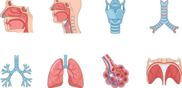 Human Respiratory System Anatomy Vector Set with Lungs Trachea Bronchi Larynx and Alveoli