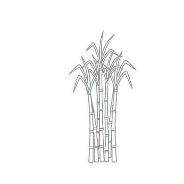 Sugarcane stalks with leaves