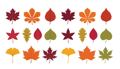 leaves vector set, colorful autumn leaf flat illustrations, minimal maple oak and ginkgo silhouette clipart, thanksgiving seasonal forest foliage elements.