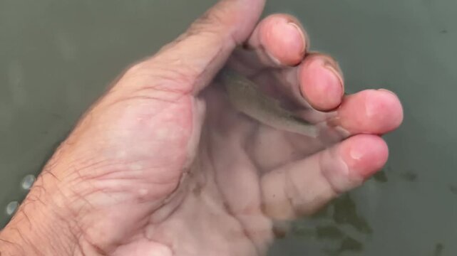 Small freshwater Rohu fingerling held in open hand above muddy water.