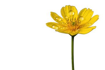 Fototapeta premium Yellow flower with water drops on petals, fresh spring bloom, buttercup transparent background