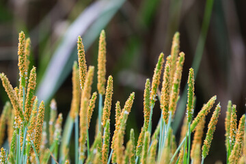 Close-up of blooming ribwort plantain spikes covered with pollen in warm sunlight. Natural botanical macro with soft bokeh and vibrant details. © Eric