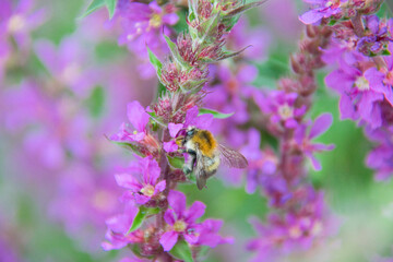 A bumblebee collecting nectar from purple loosestrife flowers. Colorful macro wildlife photograph celebrating pollinators and summer biodiversity. © Eric
